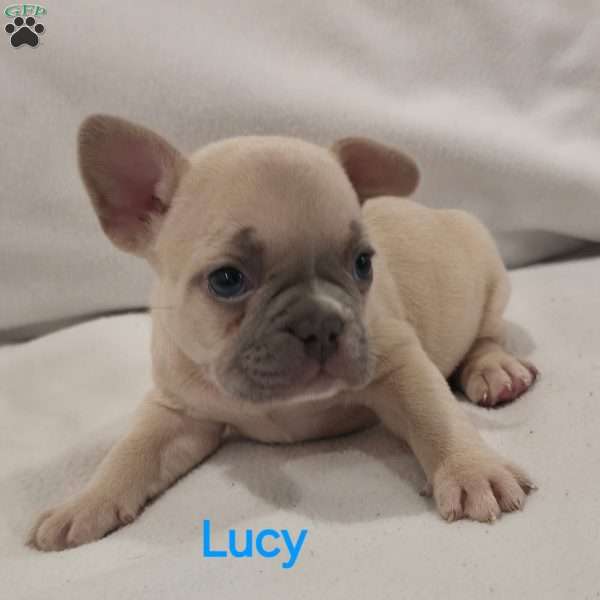 Lucy, French Bulldog Puppy